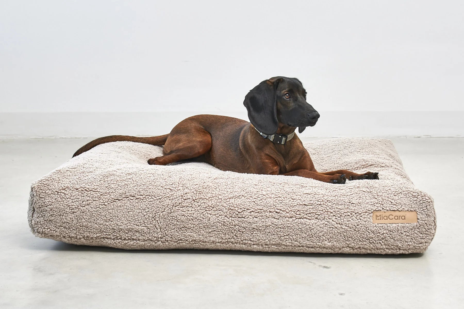 Coussin Senso MiaCara coloris greige avec Cocker Spaniel vue de dessus portrait – Maison Canisya