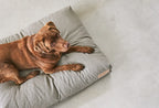 Coussin Mare — chien allongé sur le coussin coloris sable, pattes tendues vers l'avant — Maison Canisya