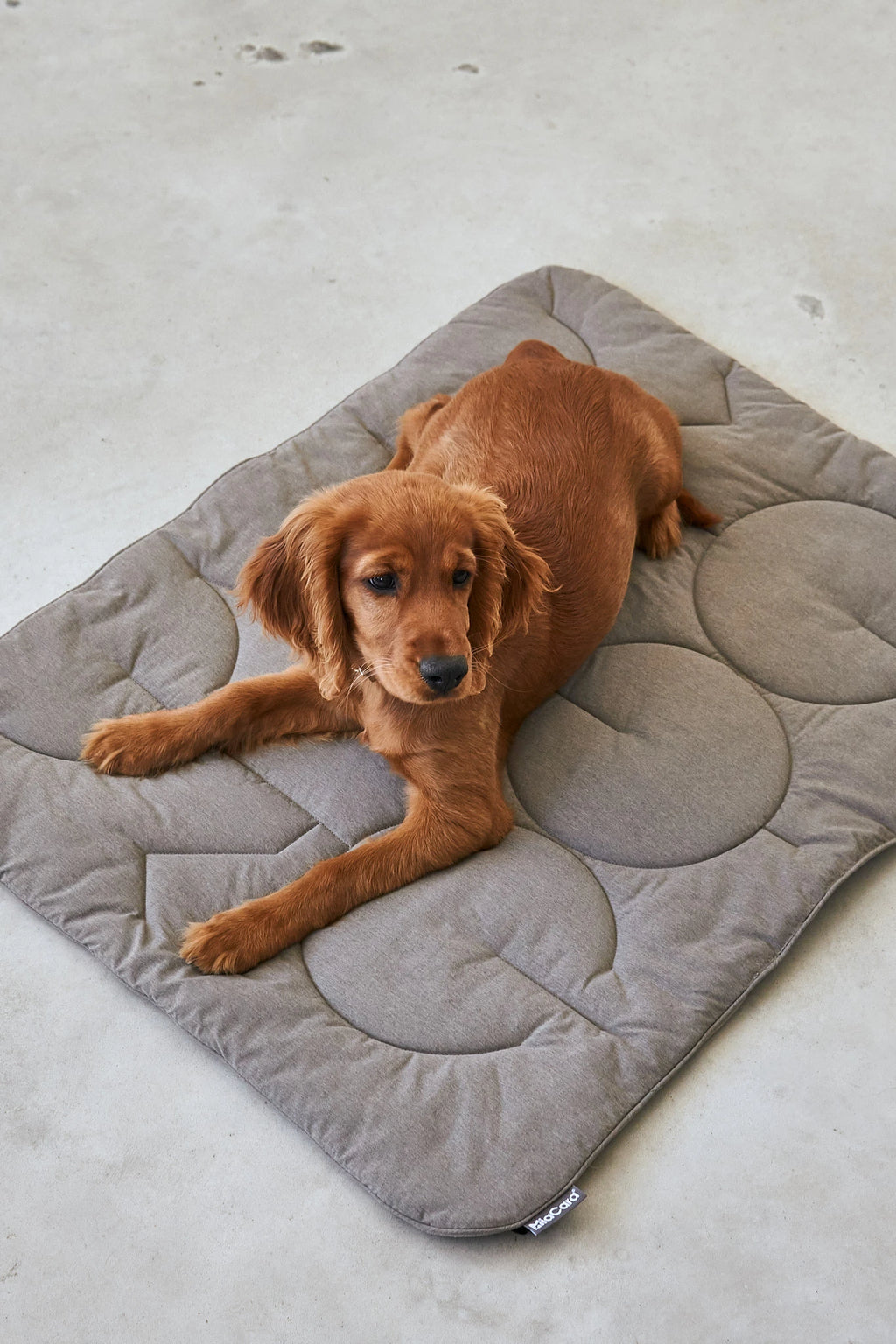 Linea – chiot cocker couché sur la couverture matelassée moka, vue rapprochée – Maison Canisya