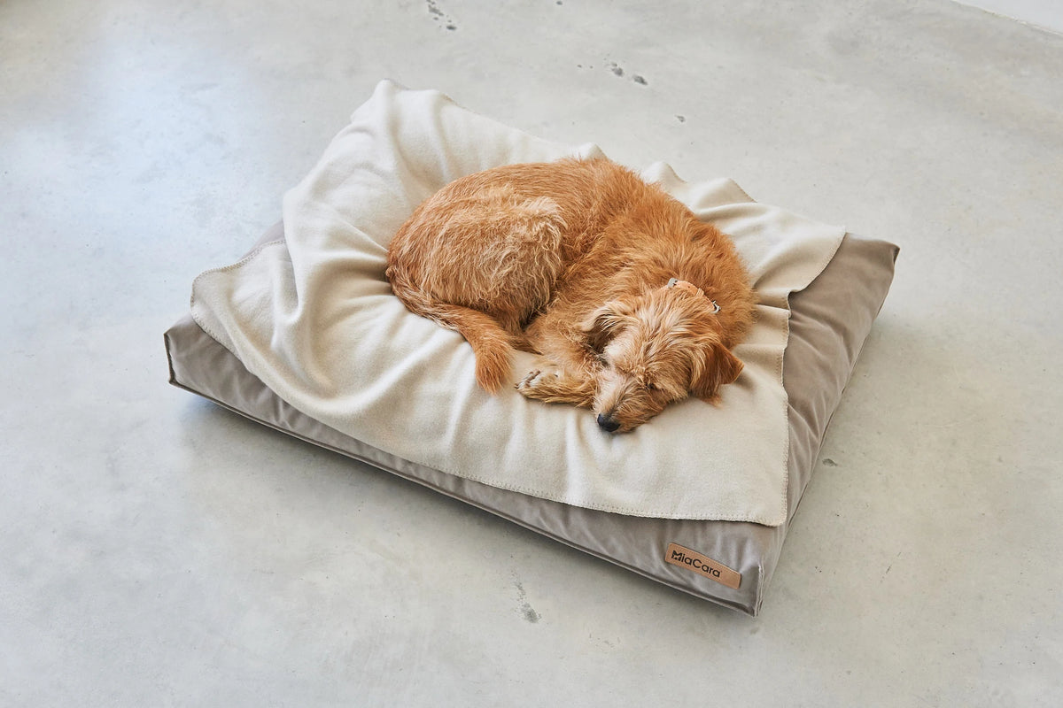 Couverture Unica – chien roulé en boule et endormi sur la polaire greige – Maison Canisya