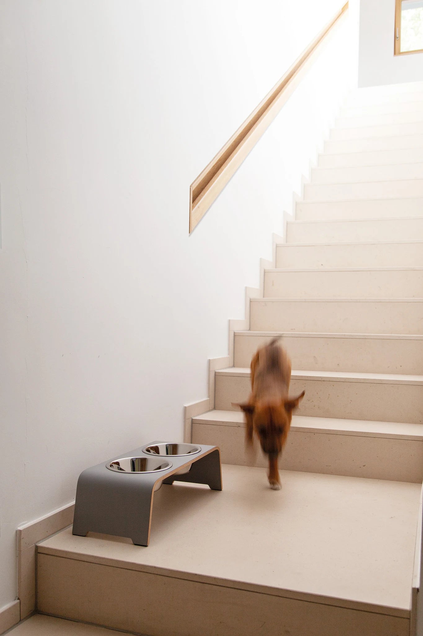 Dogbar Classic – chien en mouvement dans un escalier près de la gamelle surélevée coloris gris – Maison Canisya