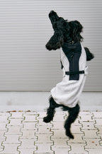 Emilia – Cocker bondissant, saut en plein mouvement – Maison Canisya