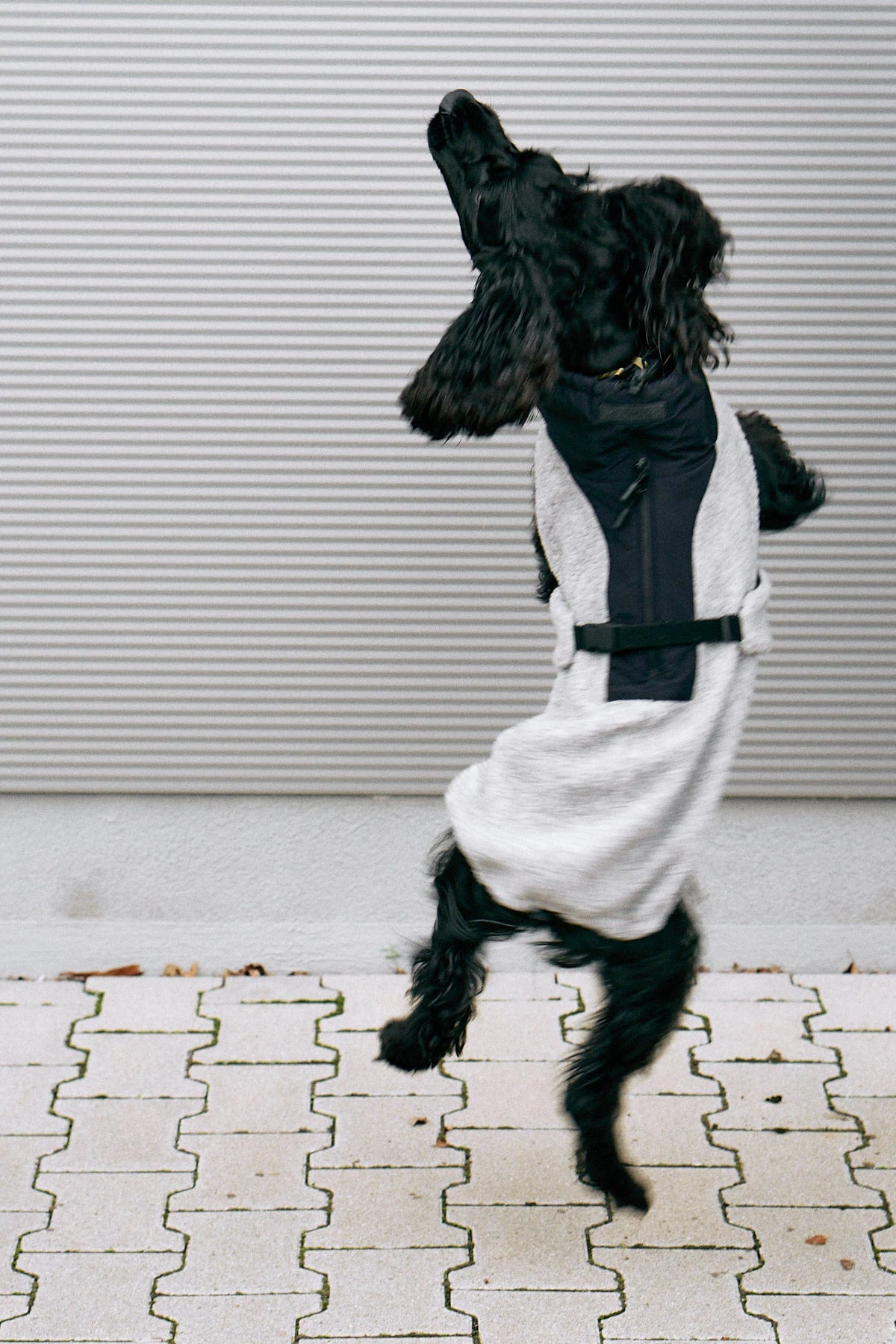 Emilia – Cocker bondissant, saut en plein mouvement – Maison Canisya