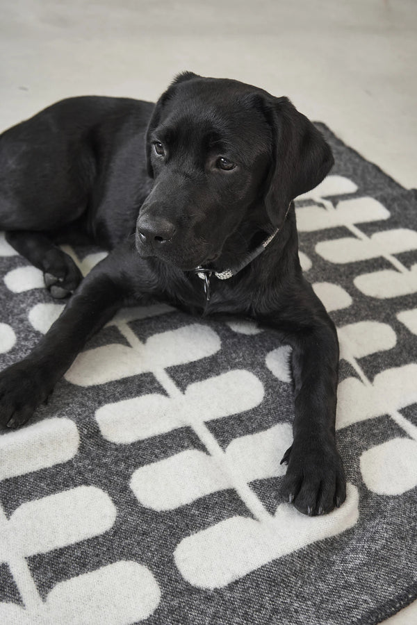 FLORA — Couverture en laine naturelle pour chien