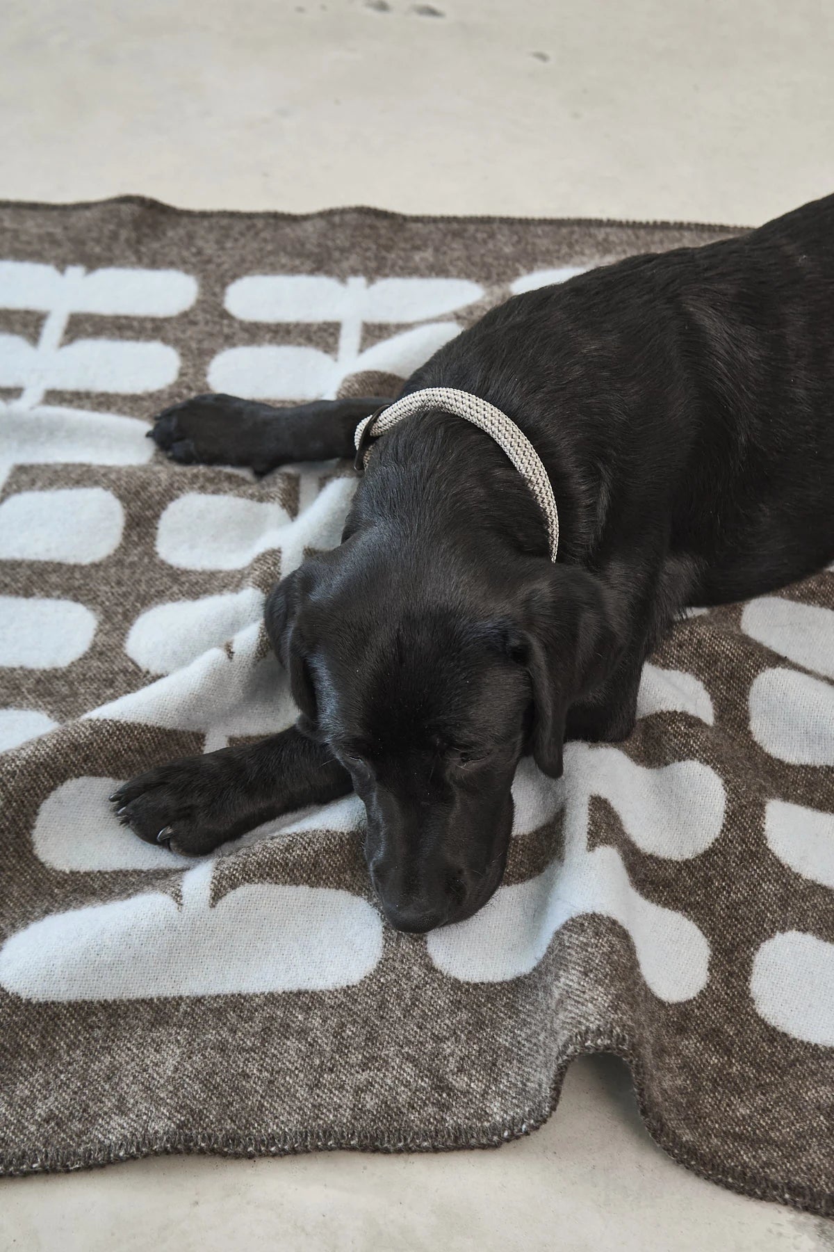 Flora – chien noir au repos sur la couverture chocolat et ciel clair – Maison Canisya