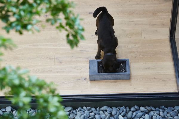 TROGOLO — Gamelle extérieure en béton pour chien