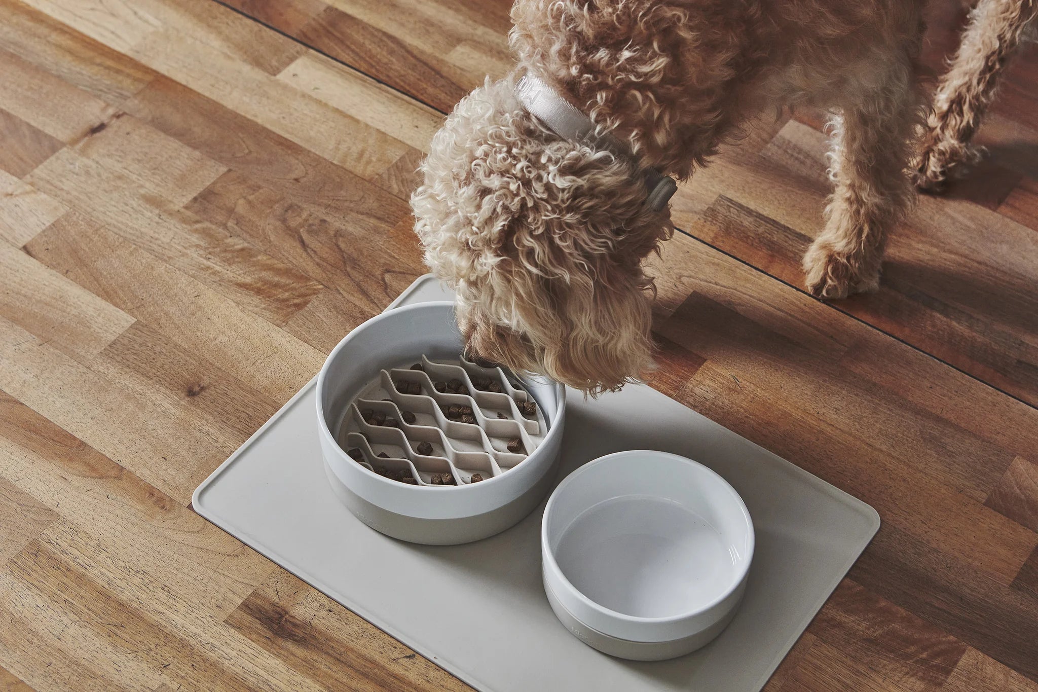 Gamelle Coppa MiaCara greige – cockapoo avec ralentisseur de repas sur parquet – Maison Canisya