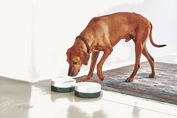 COPPA — Gamelle en porcelaine avec base silicone antidérapante