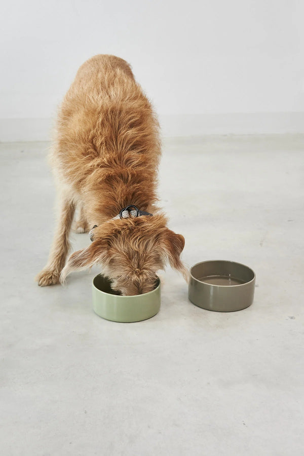 SCODELLA — Gamelle en porcelaine design pour chien