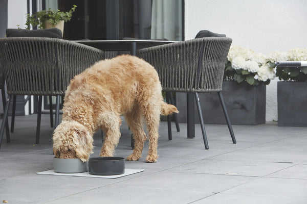 SCODELLA — Gamelle en porcelaine design pour chien
