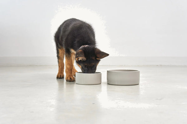 SCODELLA — Gamelle en porcelaine design pour chien