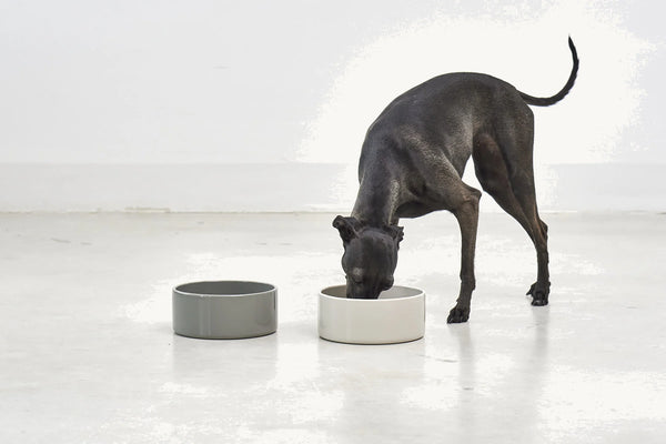 SCODELLA — Gamelle en porcelaine design pour chien