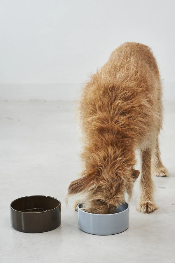 SCODELLA — Gamelle en porcelaine design pour chien