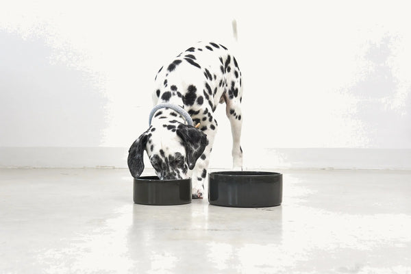 SCODELLA — Gamelle en porcelaine design pour chien