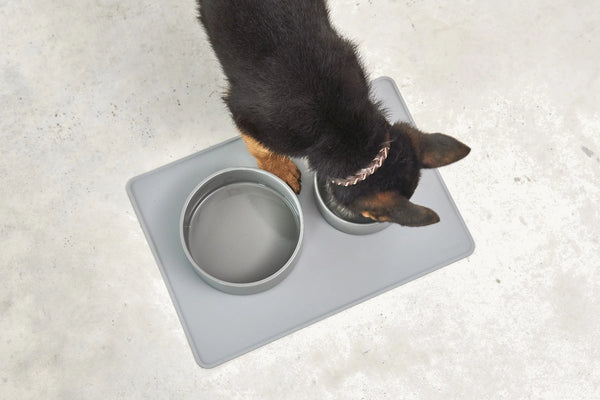 SCODELLA — Gamelle en porcelaine design pour chien