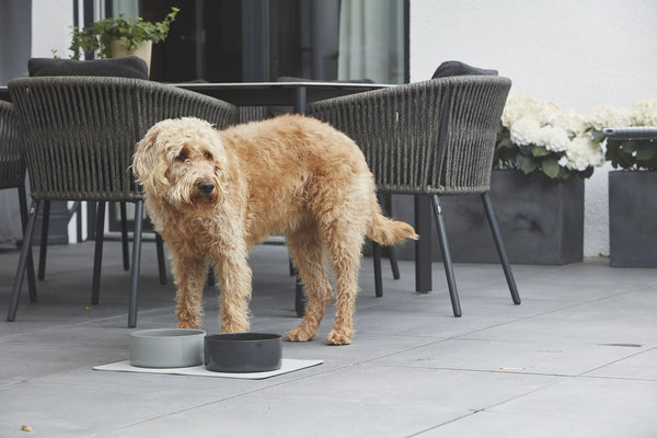 SCODELLA — Gamelle en porcelaine design pour chien