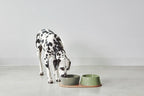 Dalmatien mangeant dans des bols Doppio coloris Meadow et Grolive sur plateau chêne – Maison Canisya