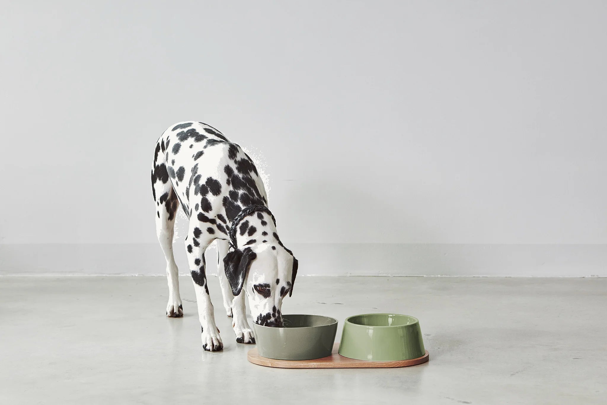 Dalmatien mangeant dans des bols Doppio coloris Meadow et Grolive sur plateau chêne – Maison Canisya
