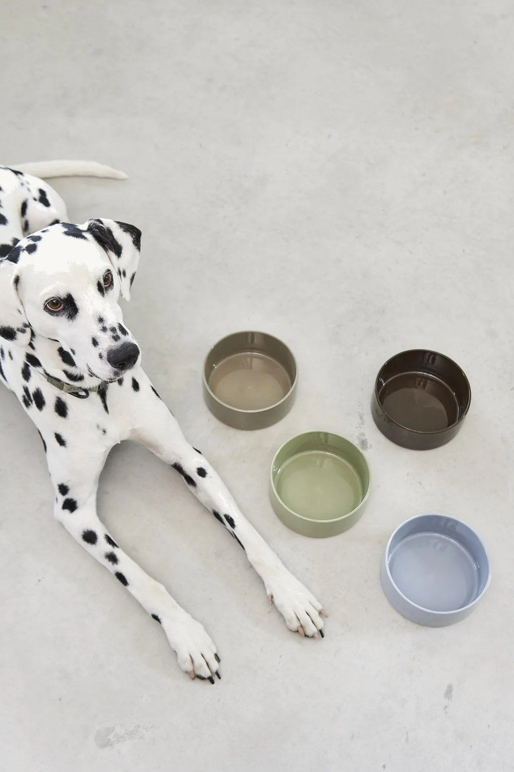 Gamelle Scodella — dalmatien couché avec bols prairie, grolive, chocolat et ciel clair disposés autour — Maison Canisya