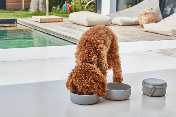 BENTO — Set gamelle de voyage design pour chien