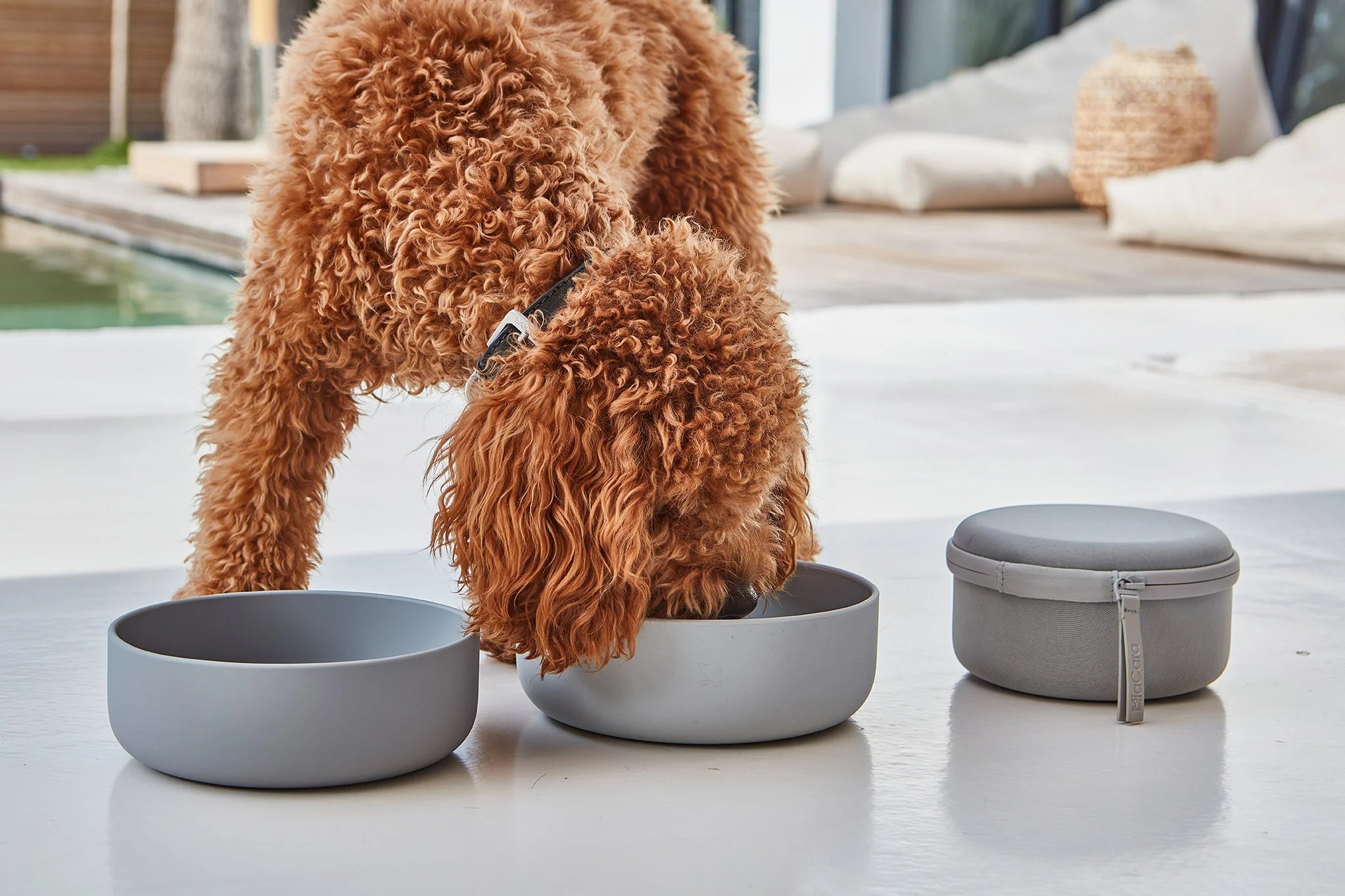 Set Bento MiaCara – labradoodle en gros plan sur ses bols de voyage, terrasse ensoleillée – Maison Canisya