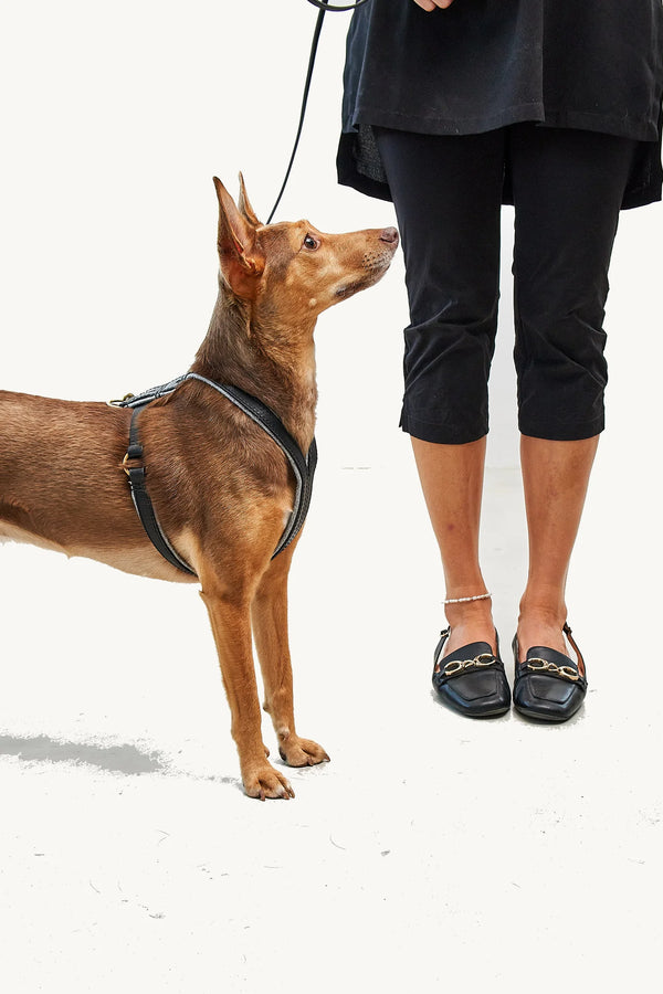 VERONA — Harnais en cuir tanné végétal, rembourrage laine, petits chiens