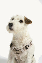 Harnais Modena couleur Greige – portrait de Jack Russell terrier, sangles cou et poitrail en Greige contrastant sur robe blanche – Maison Canisya