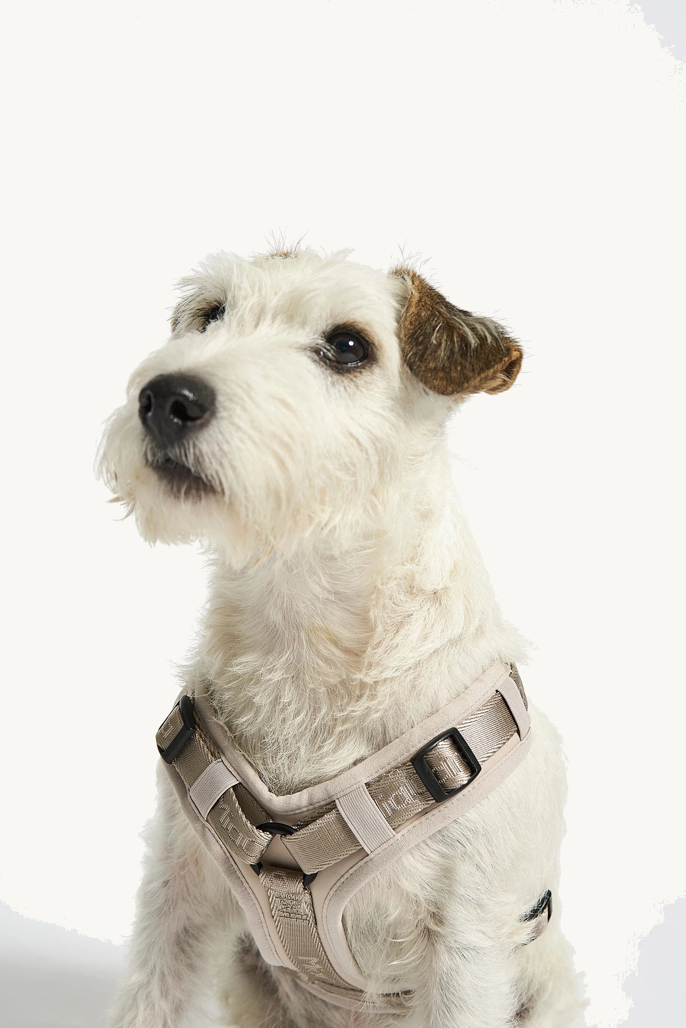 Harnais Modena couleur Greige – portrait de Jack Russell terrier, sangles cou et poitrail en Greige contrastant sur robe blanche – Maison Canisya