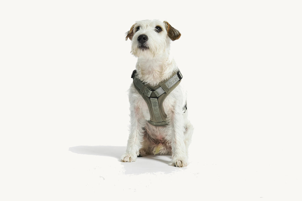 Harnais Modena couleur Grolive – Jack Russell terrier assis de profil, silhouette complète du harnais – Maison Canisya