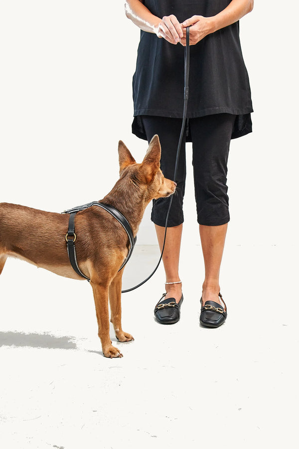 VERONA — Harnais en cuir tanné végétal, rembourrage laine, petits chiens