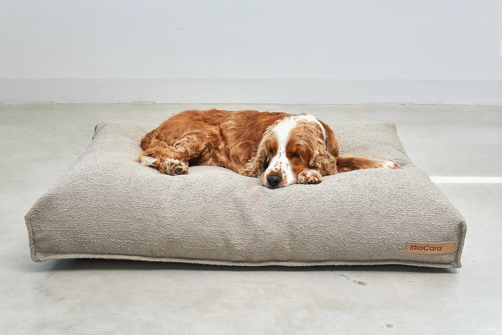 Housse coussin chien Mondo cappuccino — Cocker Spaniel endormi vue de face — Maison Canisya