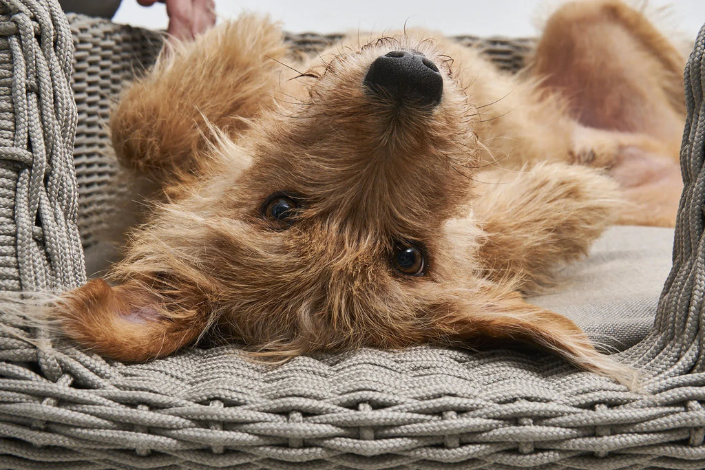 Housse Mio – chien couché dans le panier Mio greige en situation lifestyle – Maison Canisya