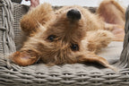 Housse Mio – chien couché dans le panier Mio greige en situation lifestyle – Maison Canisya