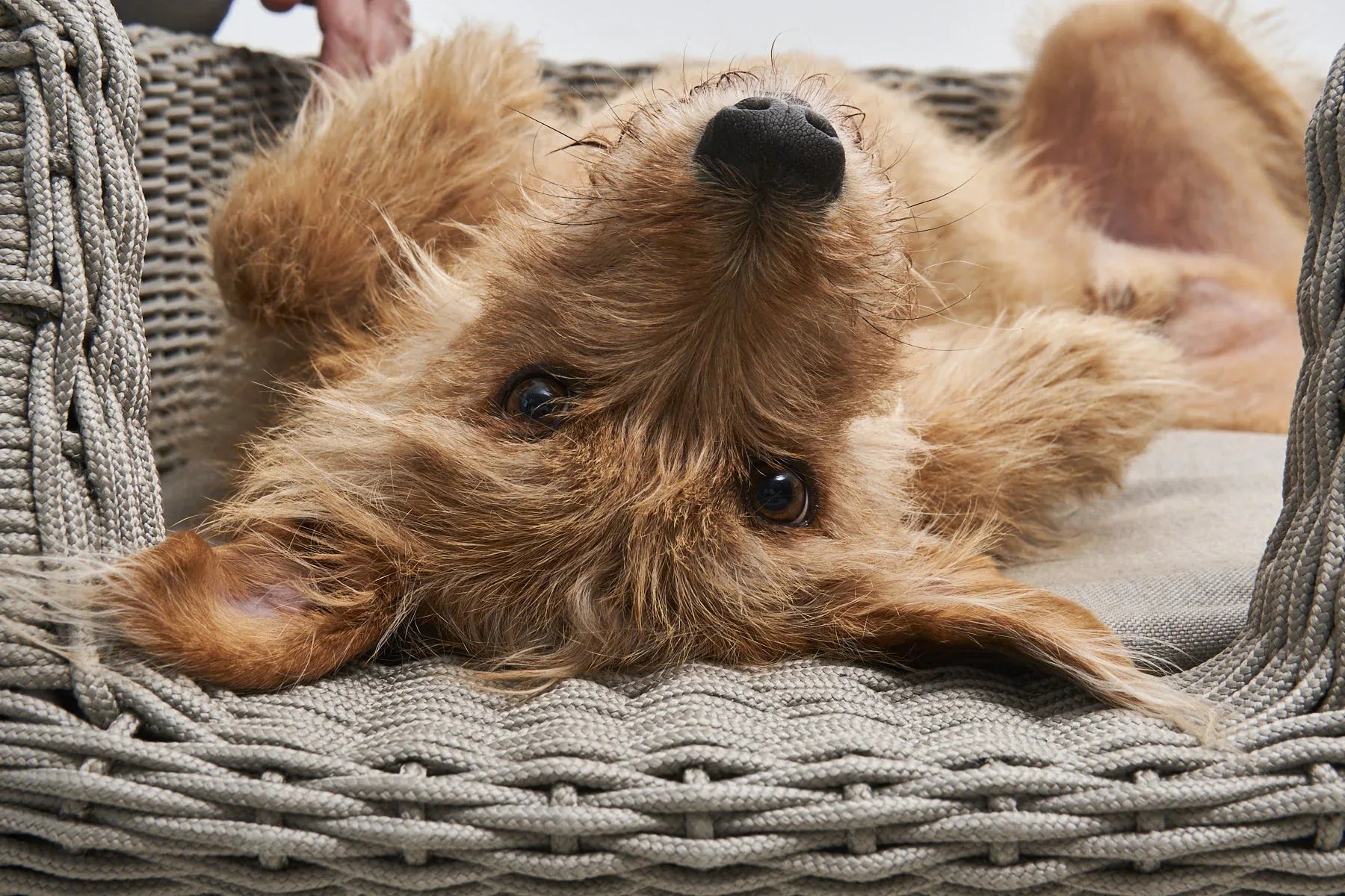 Housse Mio – chien couché dans le panier Mio greige en situation lifestyle – Maison Canisya