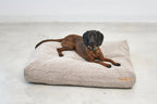 Housse de coussin Senso MiaCara avec Rhodesian Ridgeback allongé dessus, vue latérale, sol béton — Maison Canisya