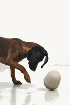 Uovo jouet d éveil chien brun reniflant le jouet incliné coloris Greige — Maison Canisya