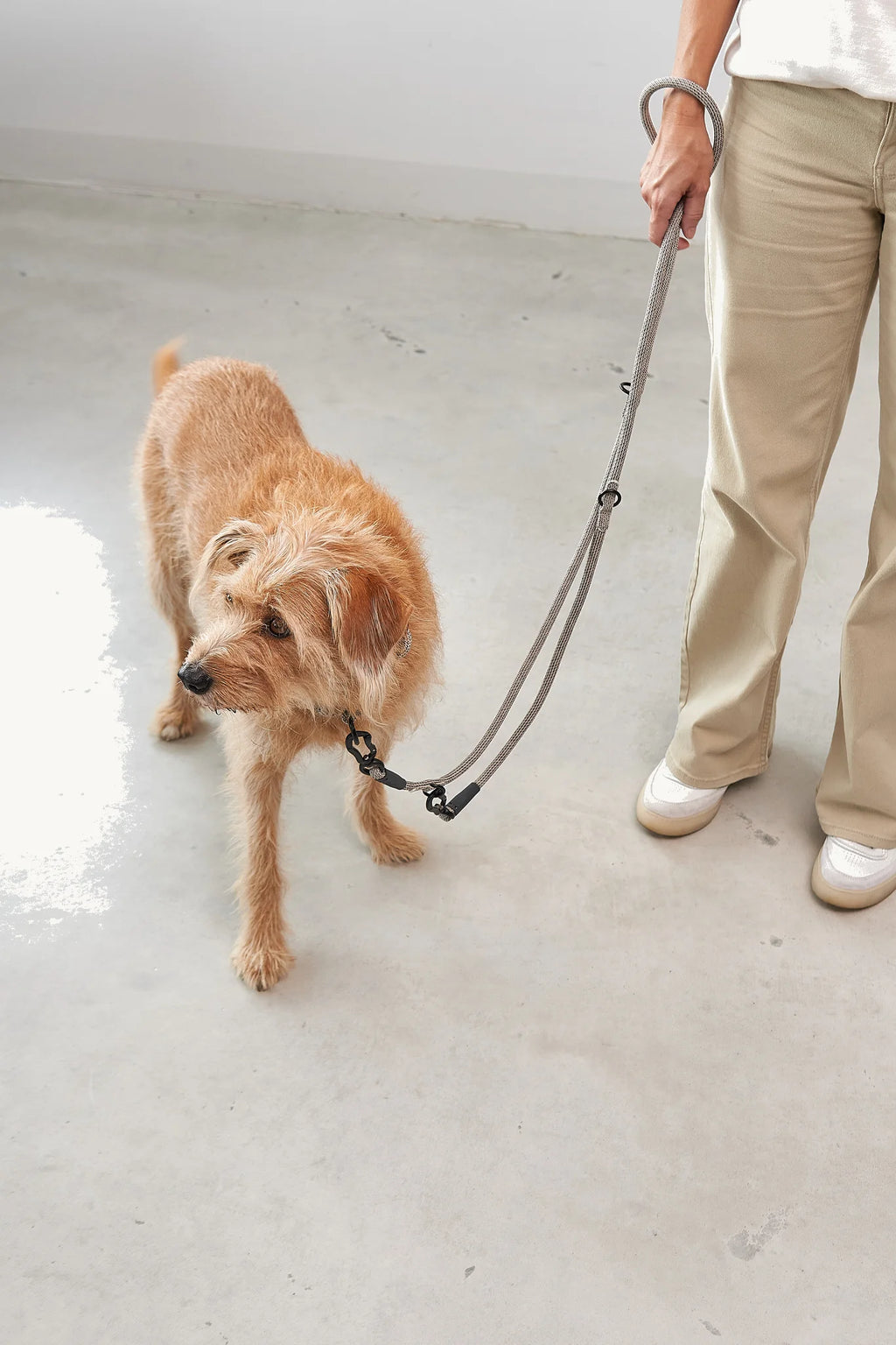Laisse Monza MiaCara – vue en main avec terrier, longueur réglable – Maison Canisya