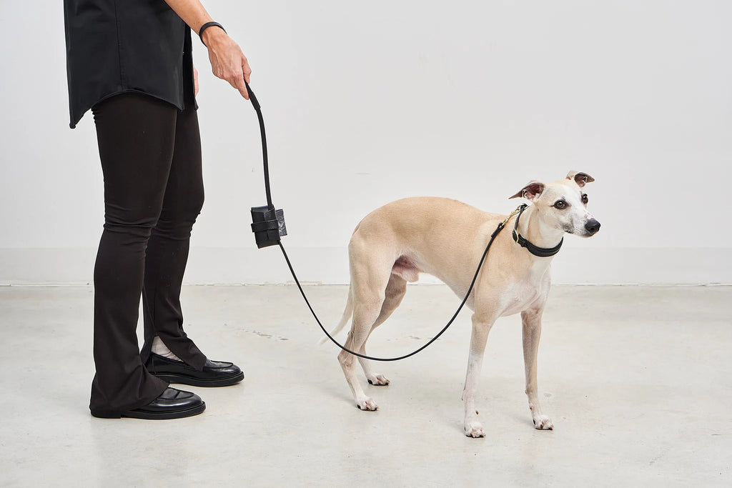 Laisse Napoli – vue d'ensemble chien en promenade studio avec laisse cuir noir – Maison Canisya