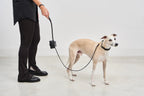 Laisse Napoli – vue d'ensemble chien en promenade studio avec laisse cuir noir – Maison Canisya