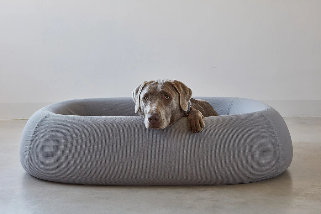 Lit pour chien Barca Ardoise avec Braque de Weimar couché — Maison Canisya