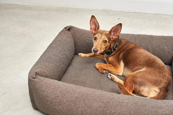 MONDO — Lit pour chien en bouclette, confort orthopédique et design épuré