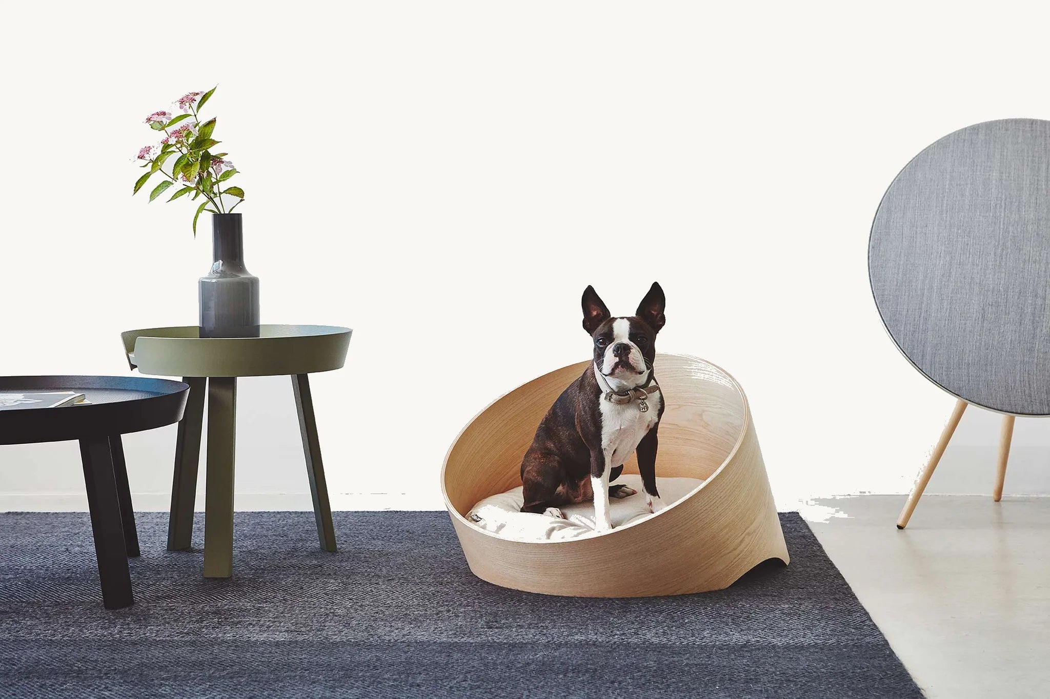 Covo MiaCara – lit chien premium en frêne dans un salon design vue de profil avec Boston Terrier – Maison Canisya
