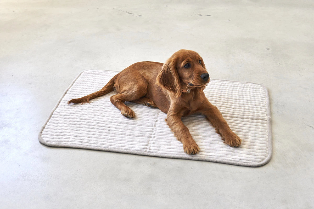 Onda – chiot détendu sur la couverture Onda, coloris greige – Maison Canisya