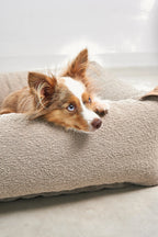 Lit pour chien MiaCara Mondo cappuccino — vue rapprochée du bord rembourré avec Border Collie — Maison Canisya