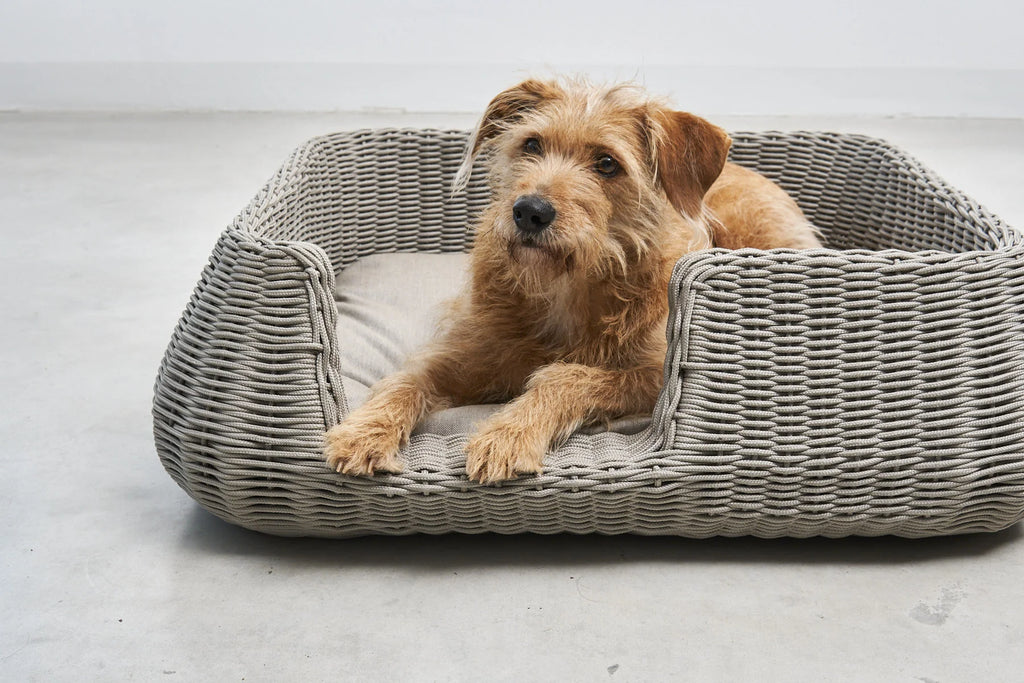 Panier pour chien Mio greige, chien roux assis de face — Maison Canisya