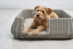 Panier pour chien Mio greige, chien roux assis de face — Maison Canisya