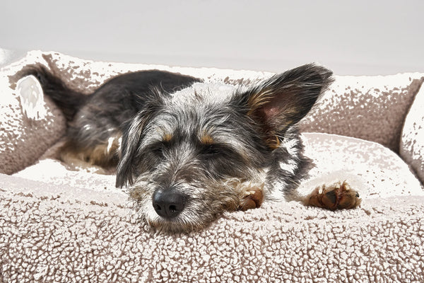SENSO — Panier coffre en tissu bouclé pour chien