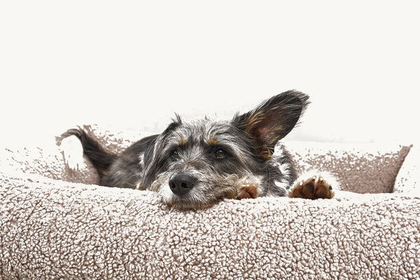 SENSO — Panier coffre en tissu bouclé pour chien