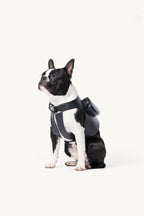 Pimpan – bouledogue français assis, boucle à clip sur le buste – Maison Canisya