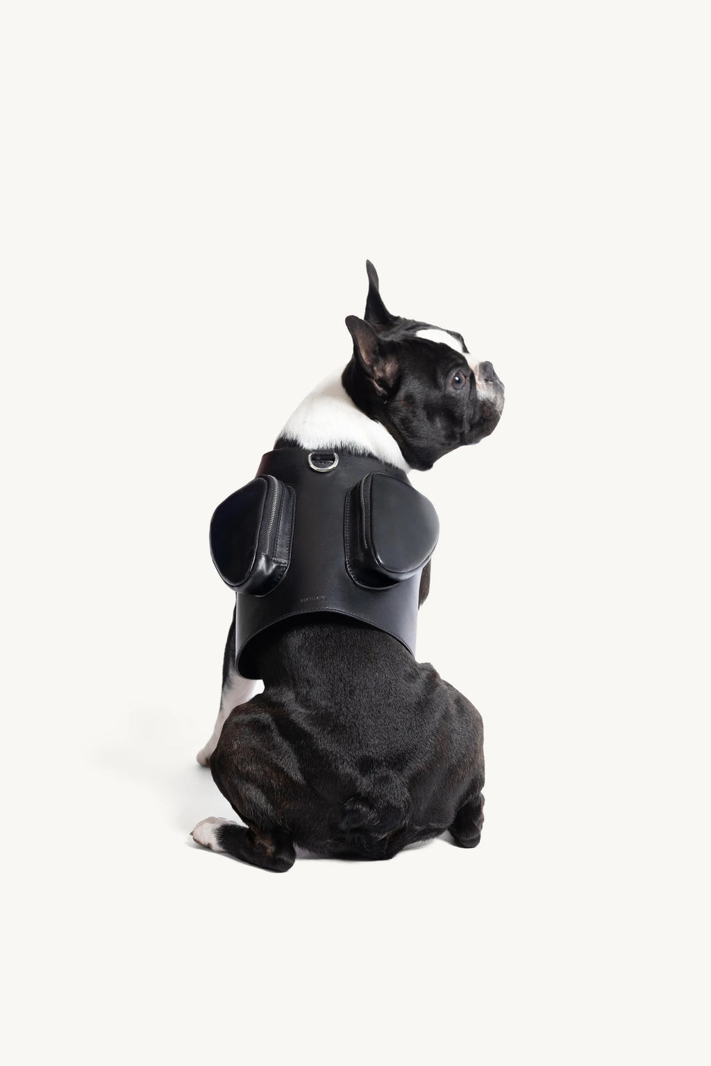 Pimpan – bouledogue français vu de dos, harnais en cuir noir – Maison Canisya